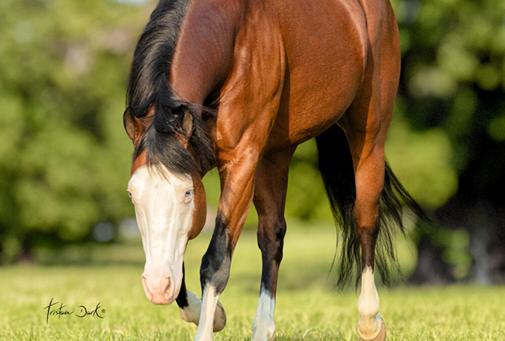 AQHA / APHA Stallion YANKEE GUN