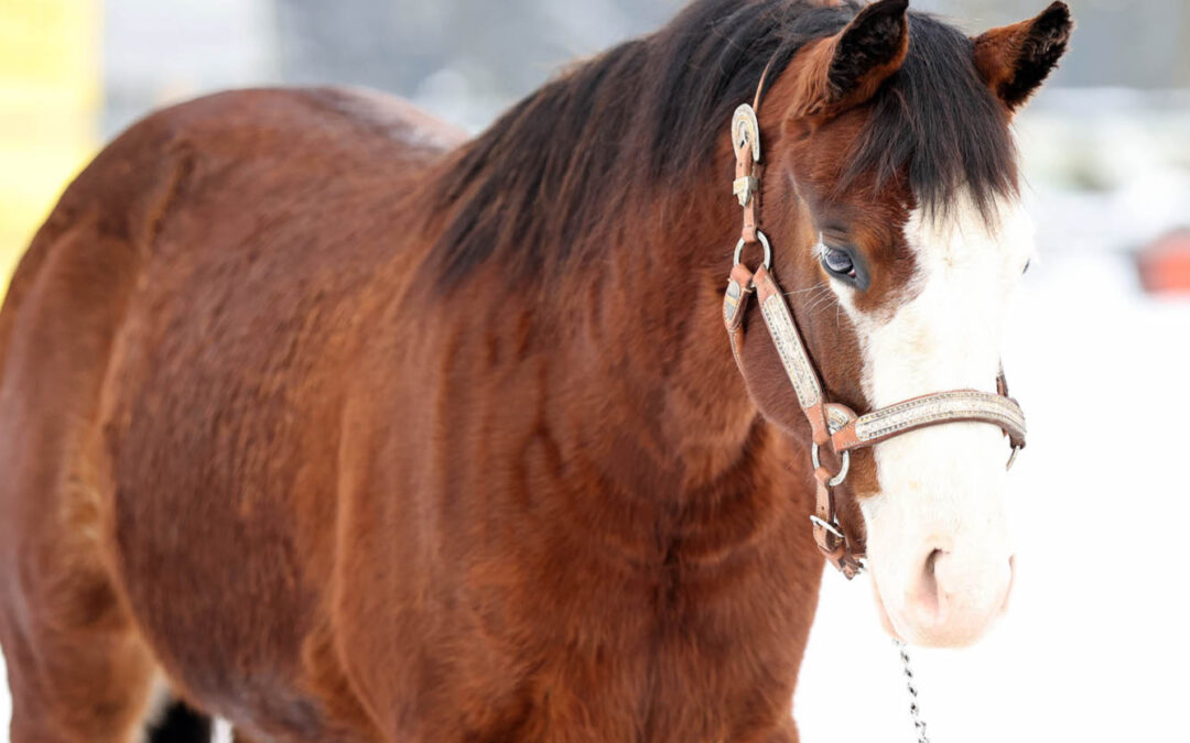 A new home for 2024 filly by Electric Snow