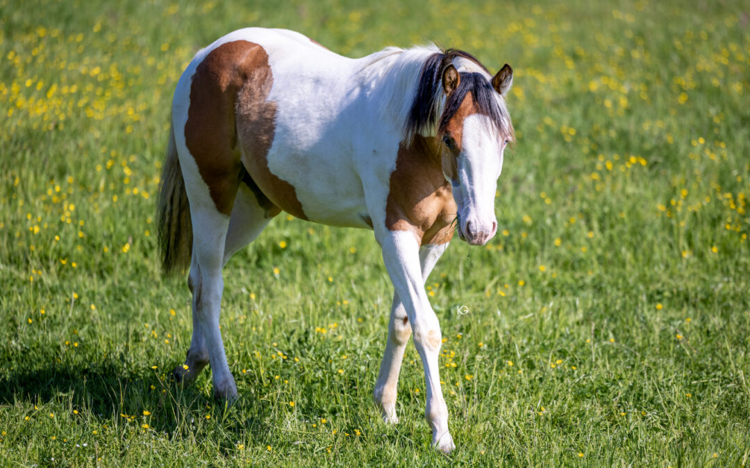 2025 APHA filly Amazing Milky&nbsp;Way