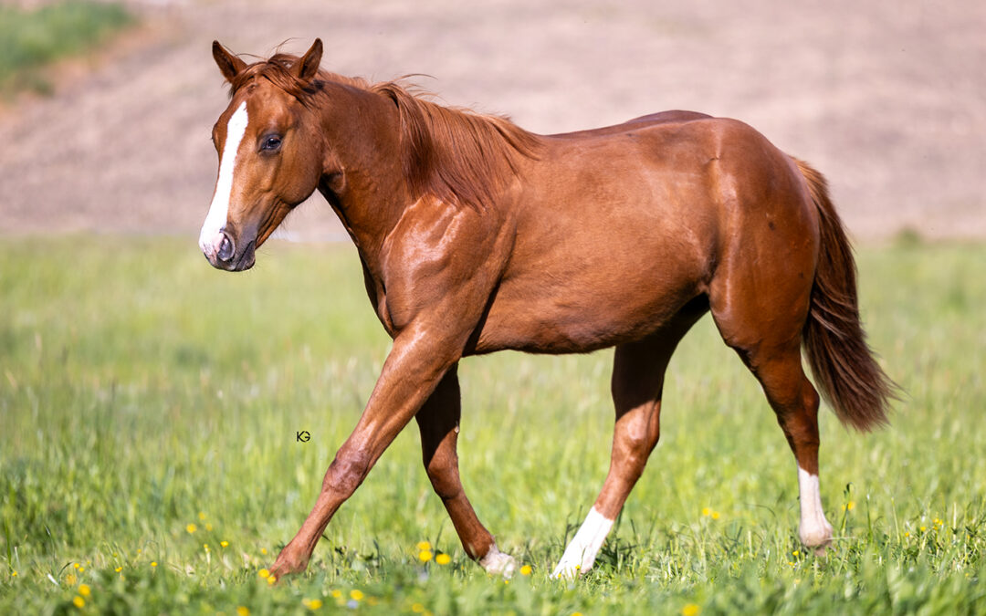 2025 Stud Colt The Gentlemen