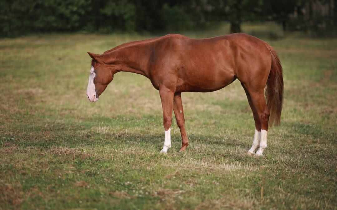 2023 AQHA Mare Rosanna Special Gun