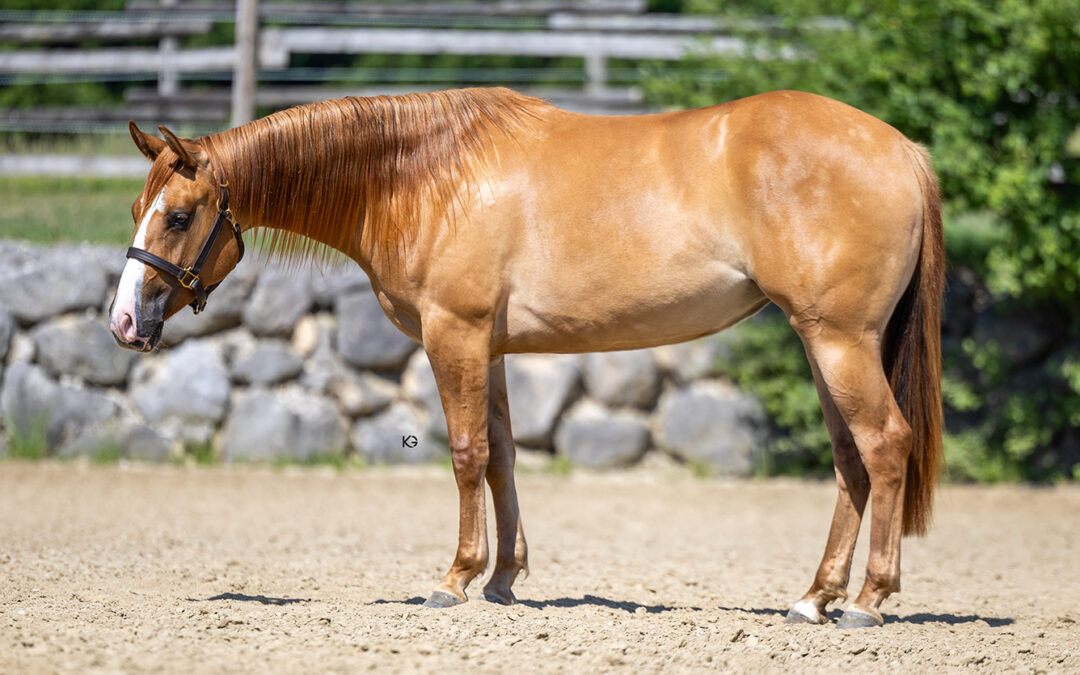 2024 filly Paximum Crome