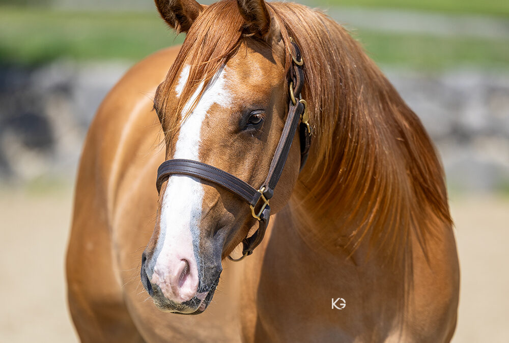 PAXIMUM CROME
